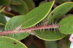 Arctostaphylos myrtifolia