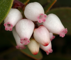 Arctostaphylos myrtifolia