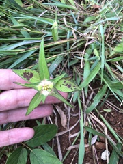 Euphorbia schiedeana