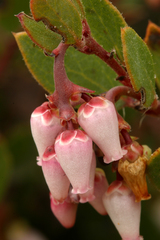 Arctostaphylos myrtifolia