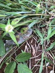 Euphorbia schiedeana