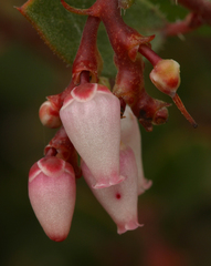 Arctostaphylos myrtifolia