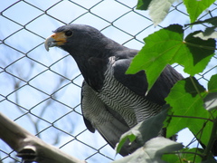 Morphnarchus princeps