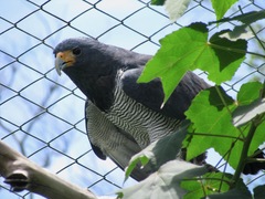 Morphnarchus princeps