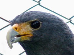 Morphnarchus princeps