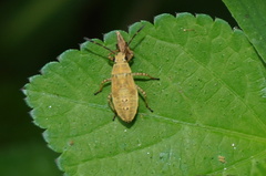 Catorhintha selector