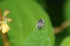 Eudiagogini