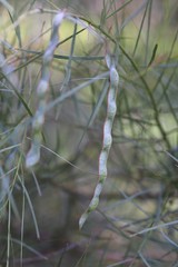 Acacia iteaphylla