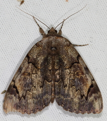 Catocala carissima