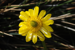 Ranunculus peduncularis