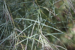 Acacia iteaphylla