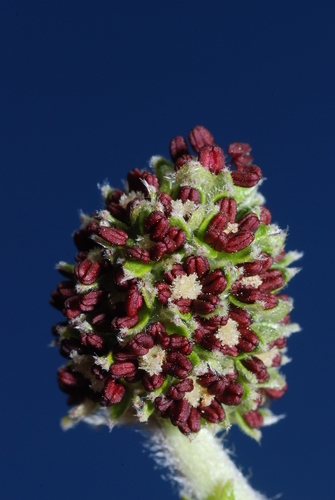 Acaena splendens (Acaena splendens)