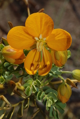 Senna arnottiana