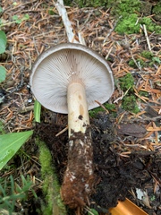 Lactarius kauffmanii