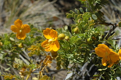 Senna arnottiana