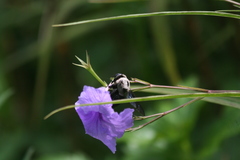 Xylocopa phalothorax