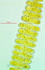 Sphaerozosma vertebratum