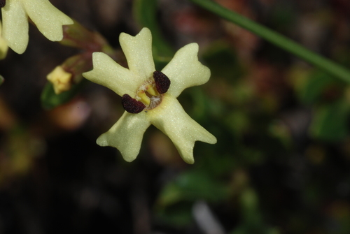 Image of Glandularia Araucana (Glandularia araucana) by (c) aacocucci, some rights reserved (CC BY)