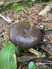 Lactarius kauffmanii
