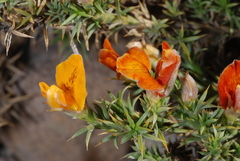 Anarthrophyllum burkartii