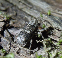 Gasterocercus depressirostris