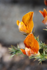 Anarthrophyllum burkartii