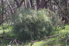 Acacia iteaphylla