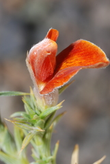 Anarthrophyllum burkartii