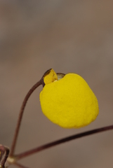 Calceolaria filicaulis