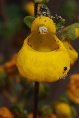 Calceolaria germainii