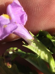 Mimulus ringens