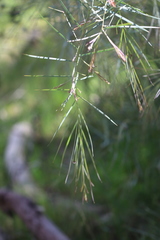 Acacia iteaphylla