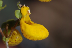Calceolaria germainii