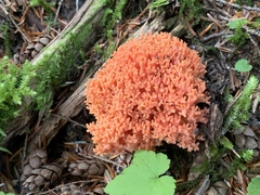Ramaria stuntzii