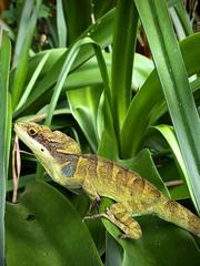 Anolis apollinaris