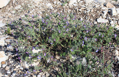 Nonea versicolor