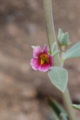 Melosperma andicola