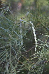 Acacia iteaphylla