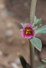 Melosperma andicola