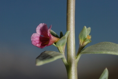 Melosperma andicola