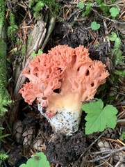 Ramaria stuntzii