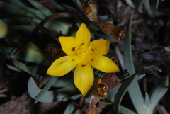 Sisyrinchium laetum