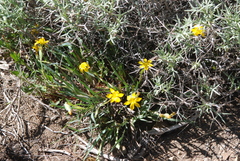Sisyrinchium laetum