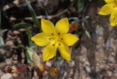 Sisyrinchium macrocarpum