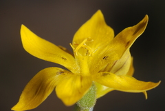 Sisyrinchium macrocarpum