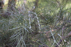Acacia iteaphylla