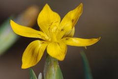 Sisyrinchium macrocarpum