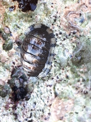 Chiton marmoratus