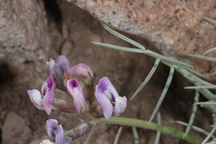 Astragalus patagonicus