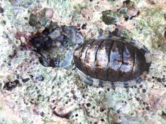 Chiton marmoratus